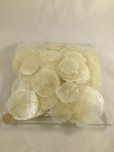 Capiz dia white 6-8 cm 500 gr.